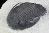 Detailed, Hollardops Trilobite Fossil #76954-2
